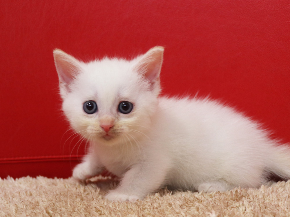 マンチカンの子猫画像