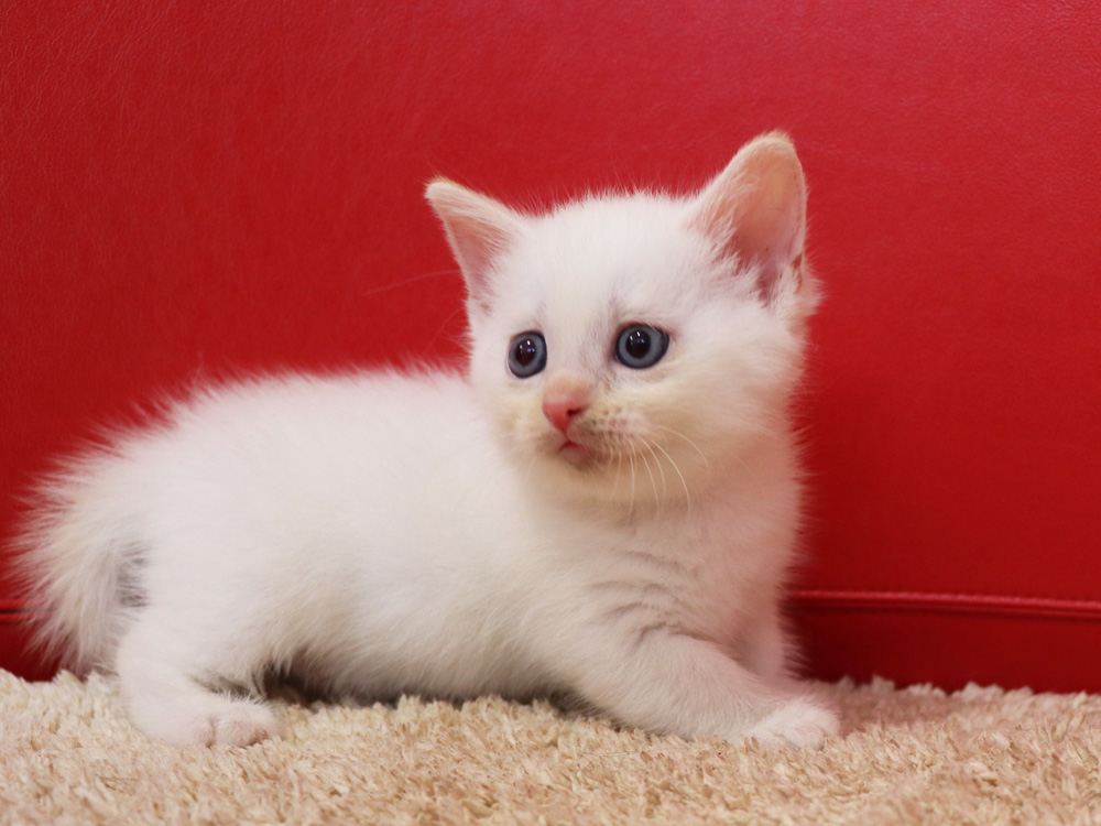 マンチカンの子猫画像