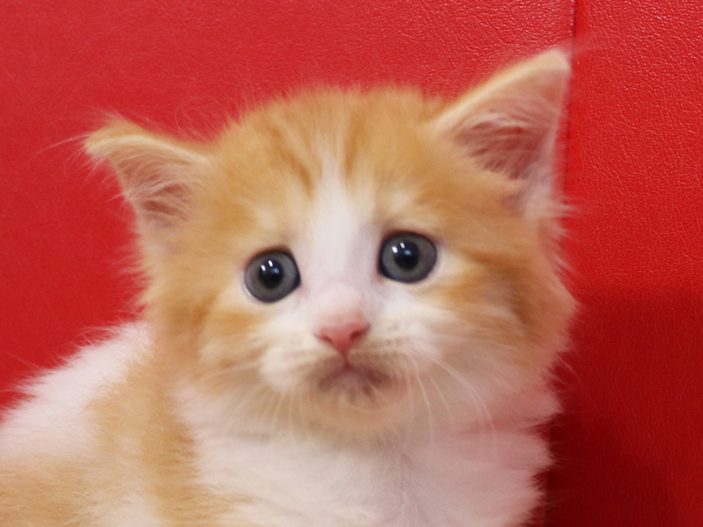 マンチカンの子猫画像