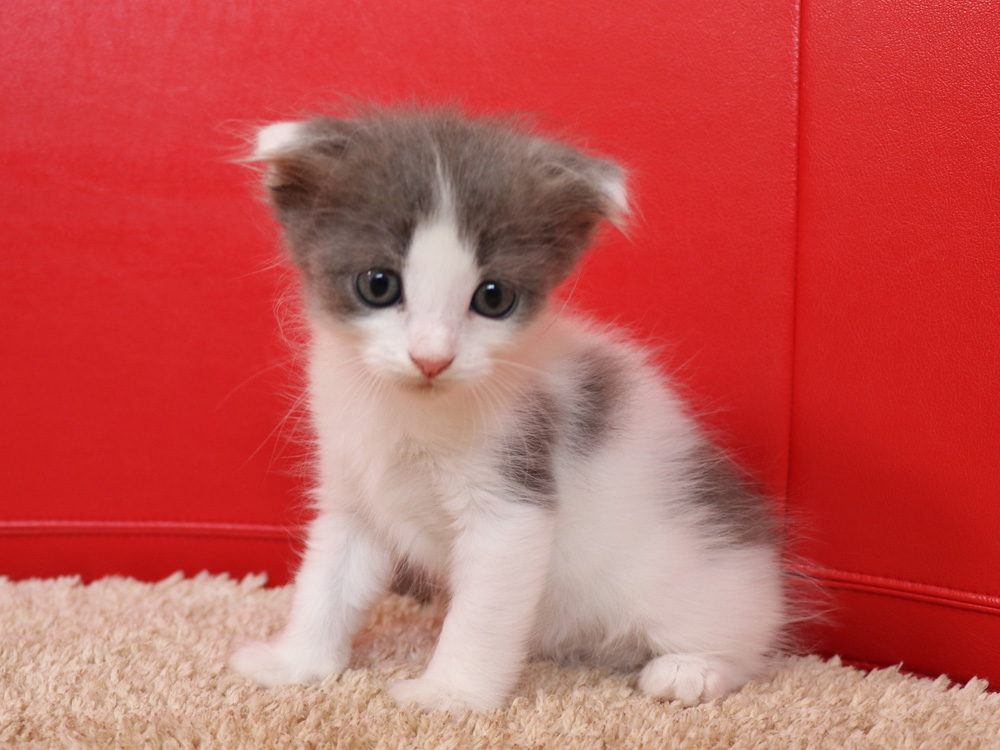 マンチカンの子猫画像