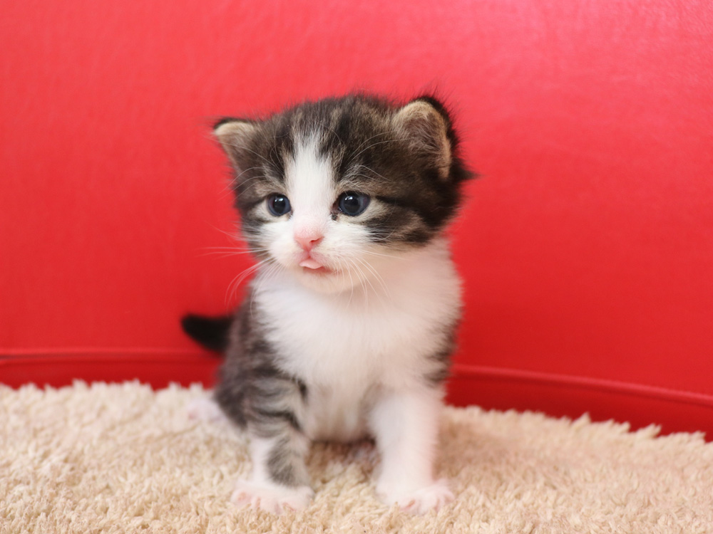 マンチカンの子猫画像