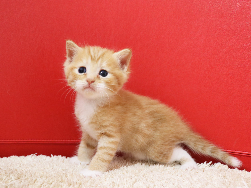 マンチカンの子猫画像