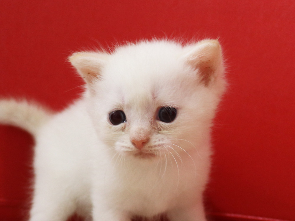 マンチカンの子猫画像