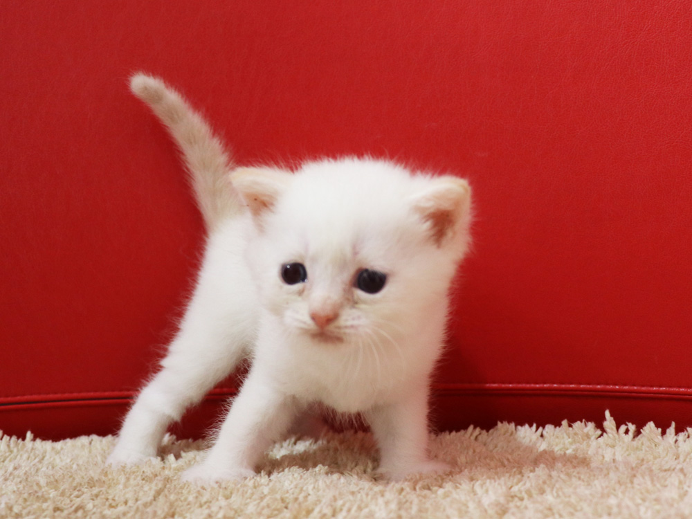 マンチカンの子猫画像