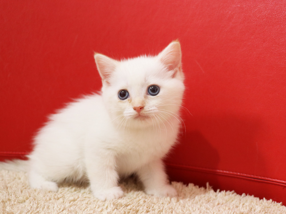 マンチカンの子猫画像