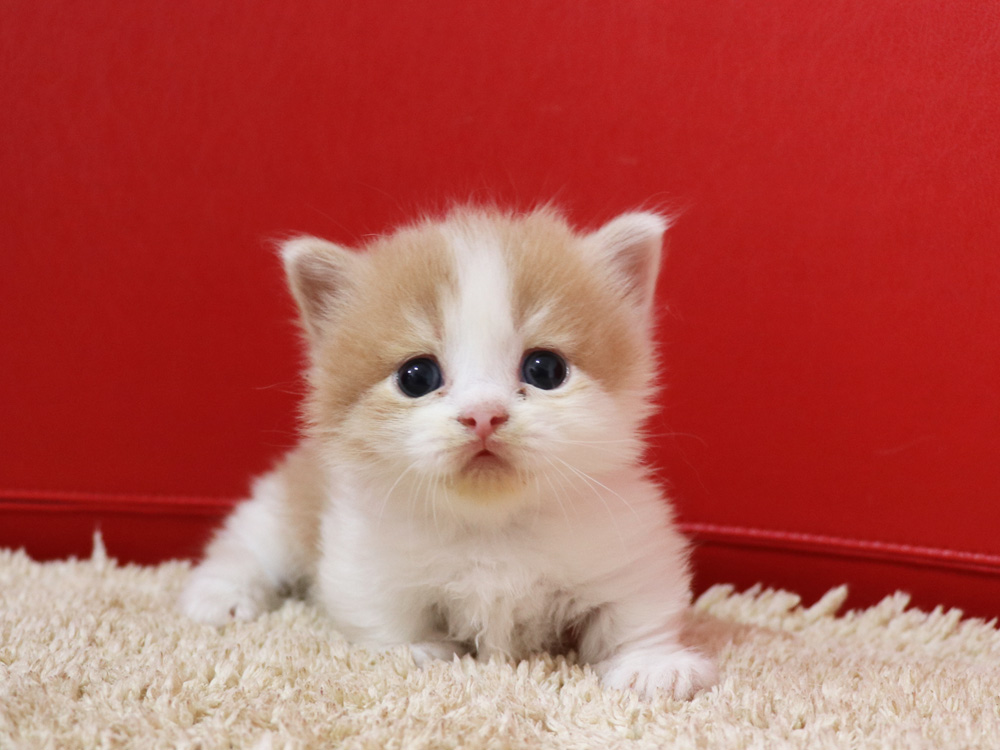 マンチカンの子猫画像