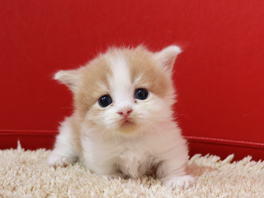 マンチカンの子猫画像