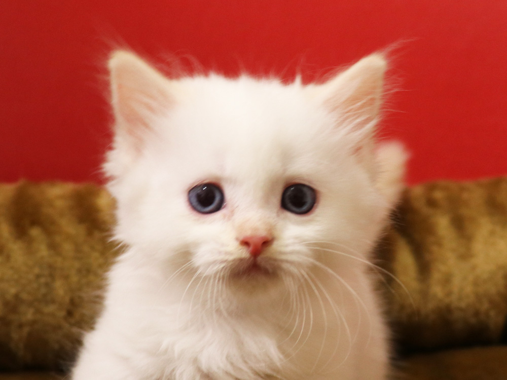 マンチカンの子猫画像