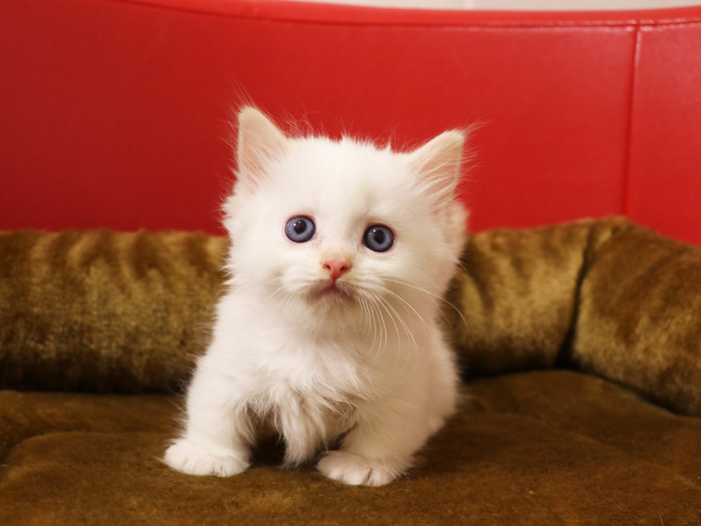 マンチカンの子猫画像