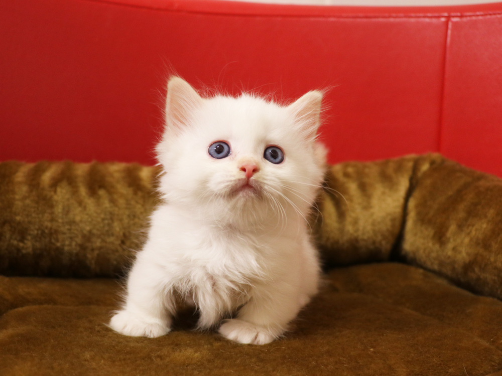 マンチカンの子猫画像