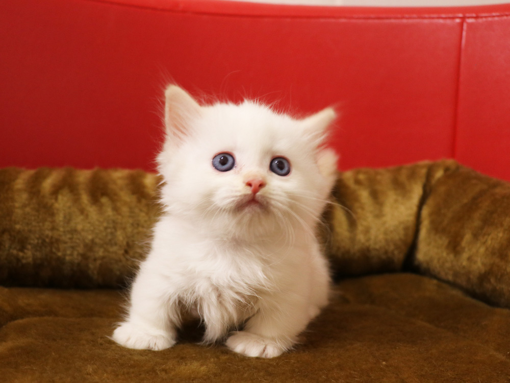 マンチカンの子猫画像