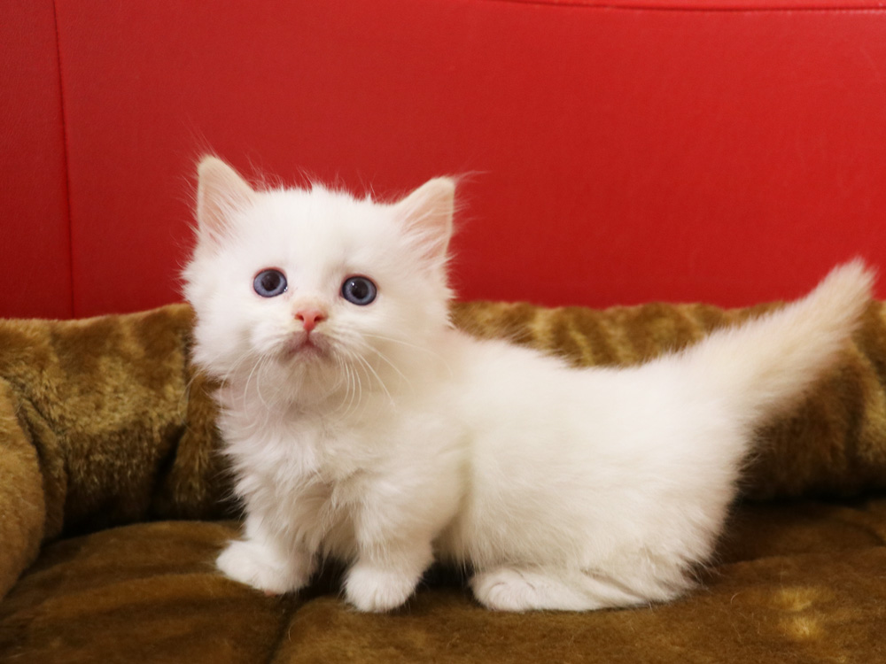 マンチカンの子猫画像