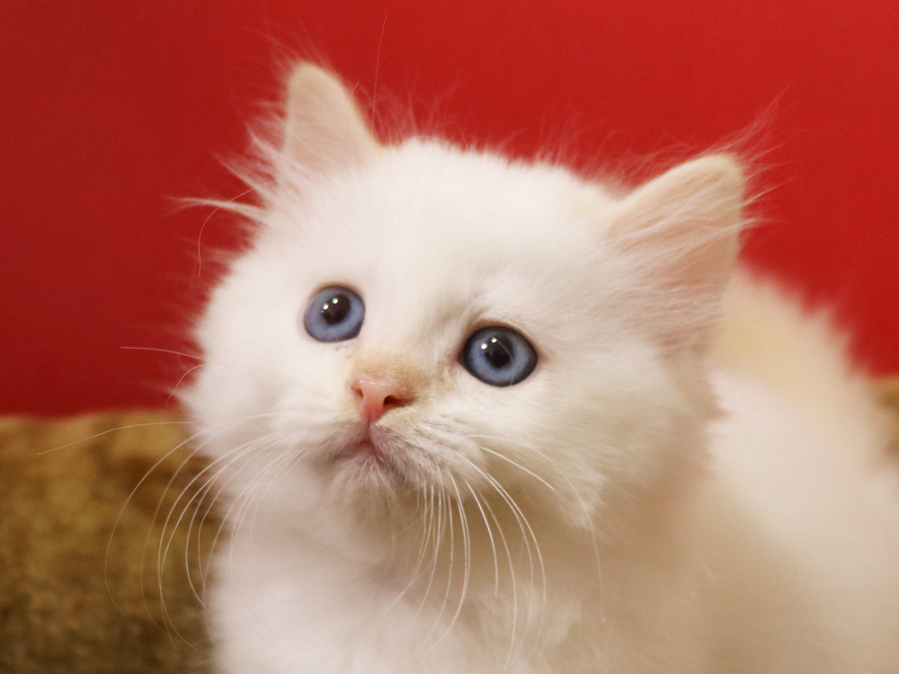 マンチカンの子猫画像