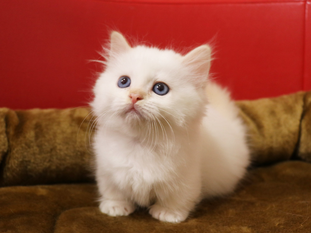 マンチカンの子猫画像