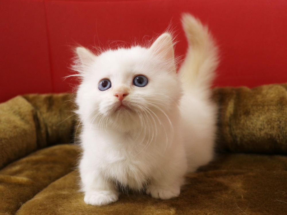 マンチカンの子猫画像