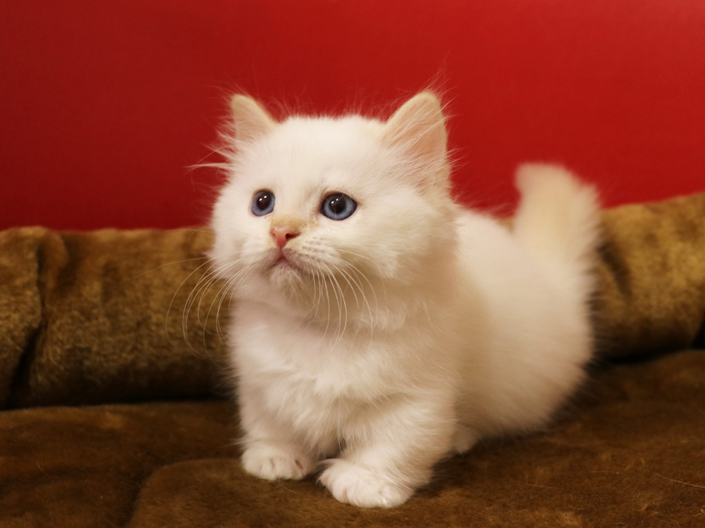 マンチカンの子猫画像