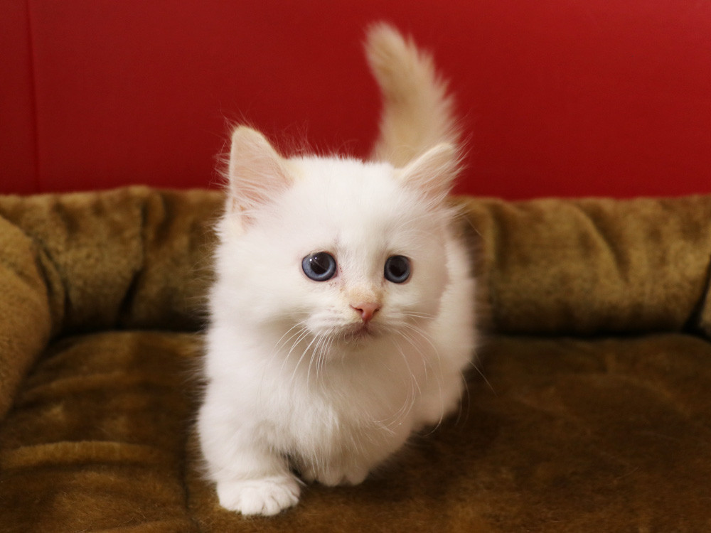 マンチカンの子猫画像