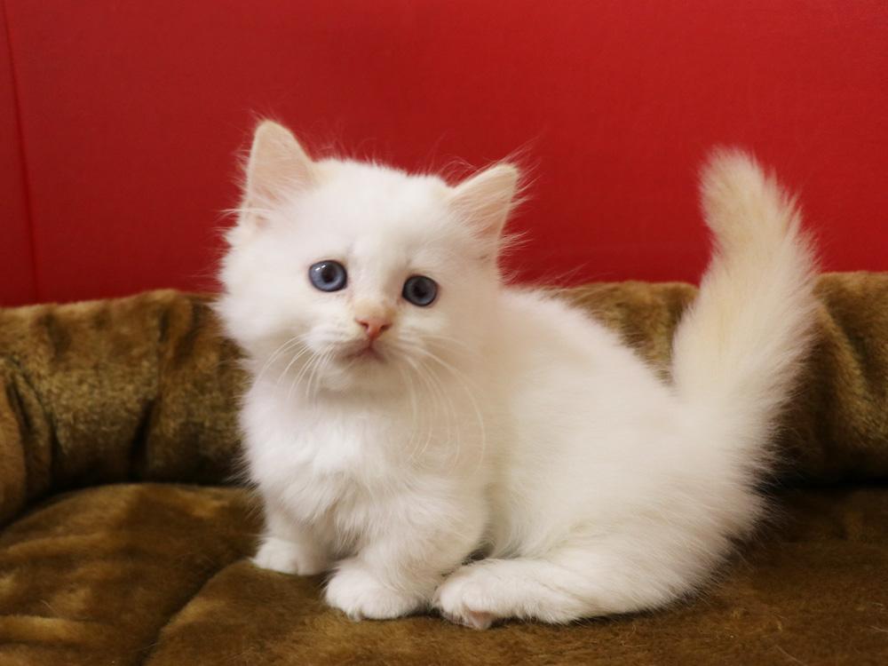 マンチカンの子猫画像