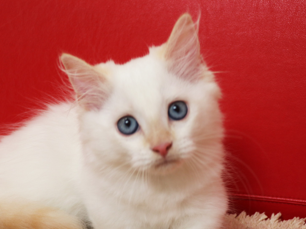 マンチカンの子猫画像