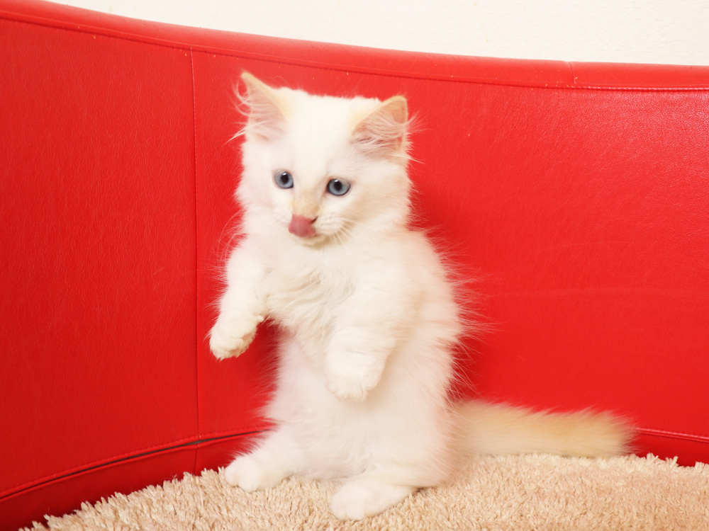 マンチカンの子猫画像