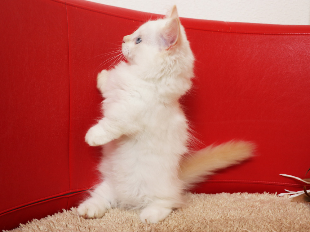 マンチカンの子猫画像