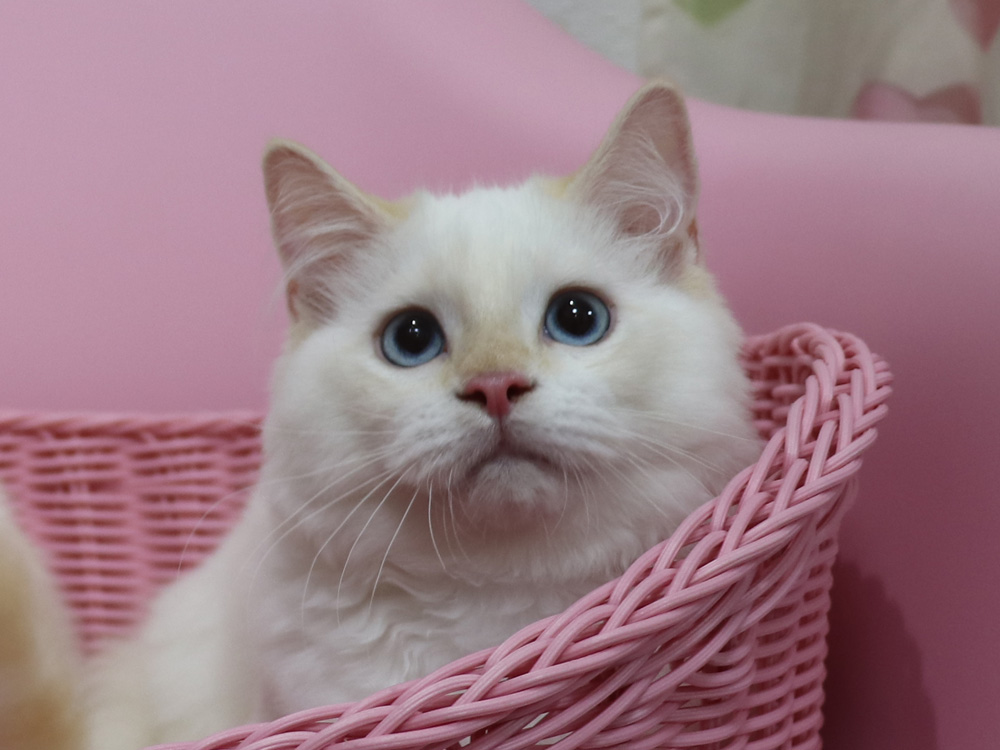 マンチカンの子猫画像