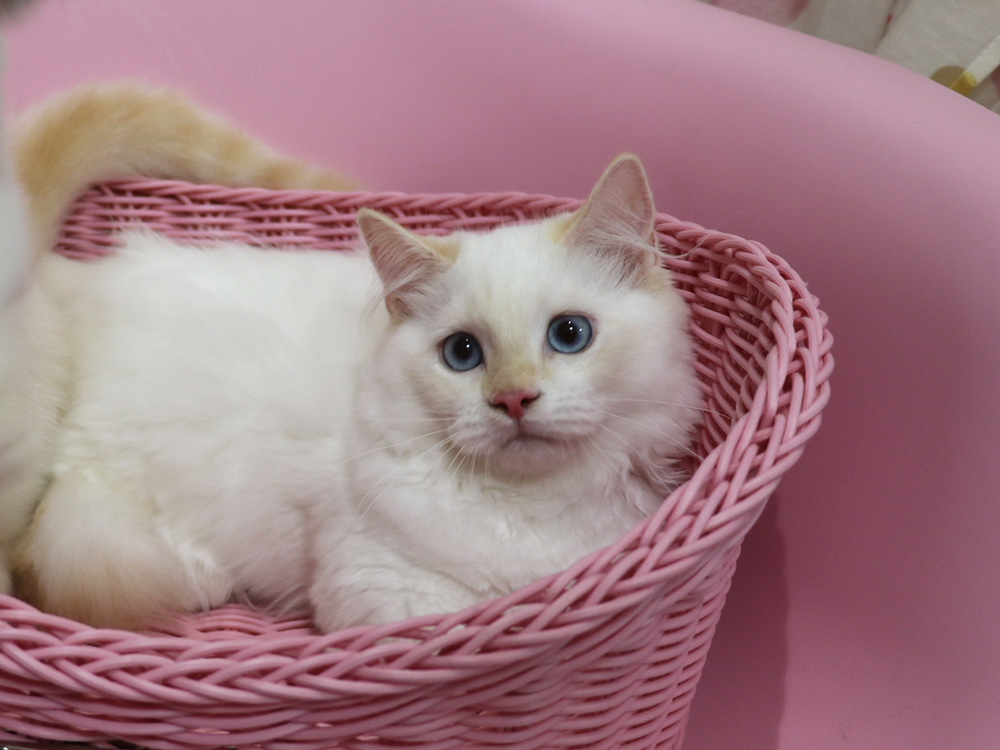 マンチカンの子猫画像