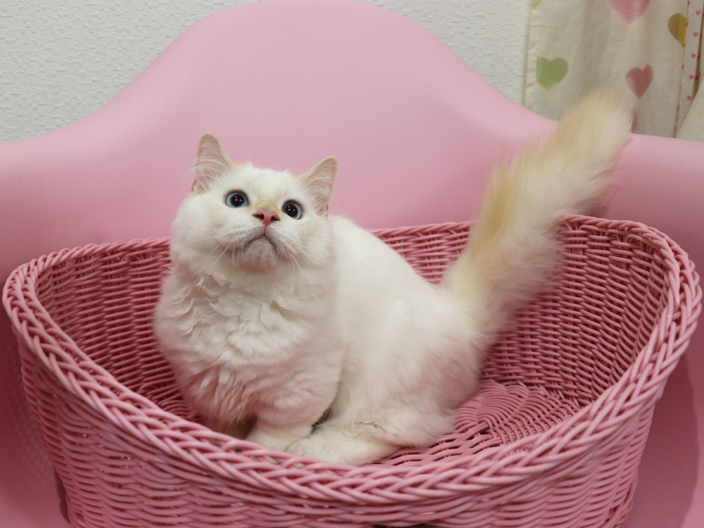 マンチカンの子猫画像
