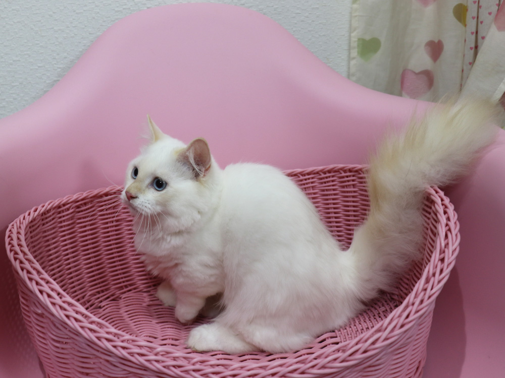 マンチカンの子猫画像
