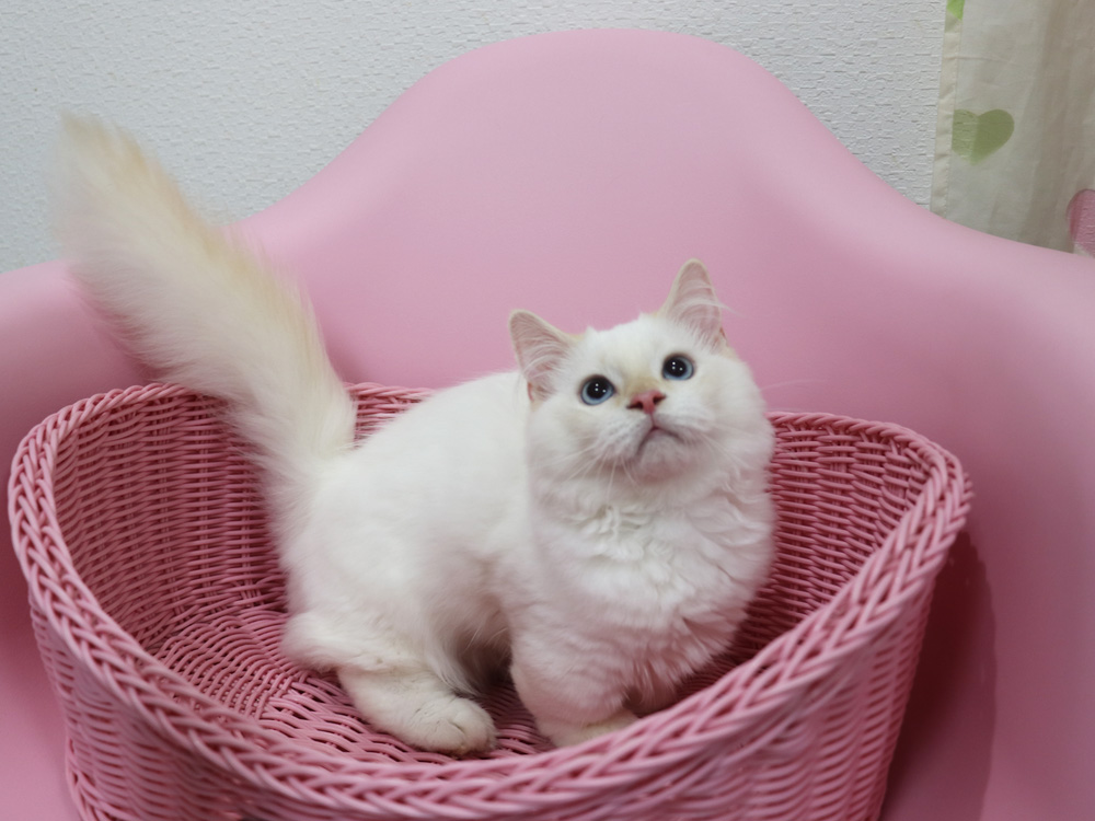 マンチカンの子猫画像