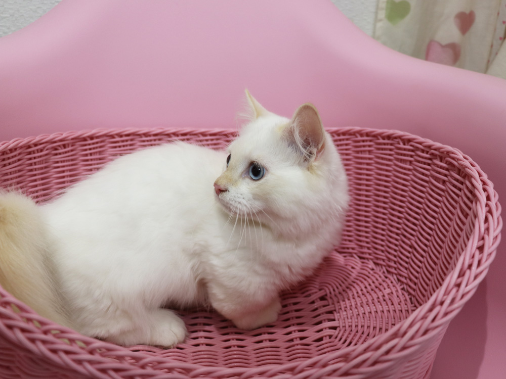 マンチカンの子猫画像