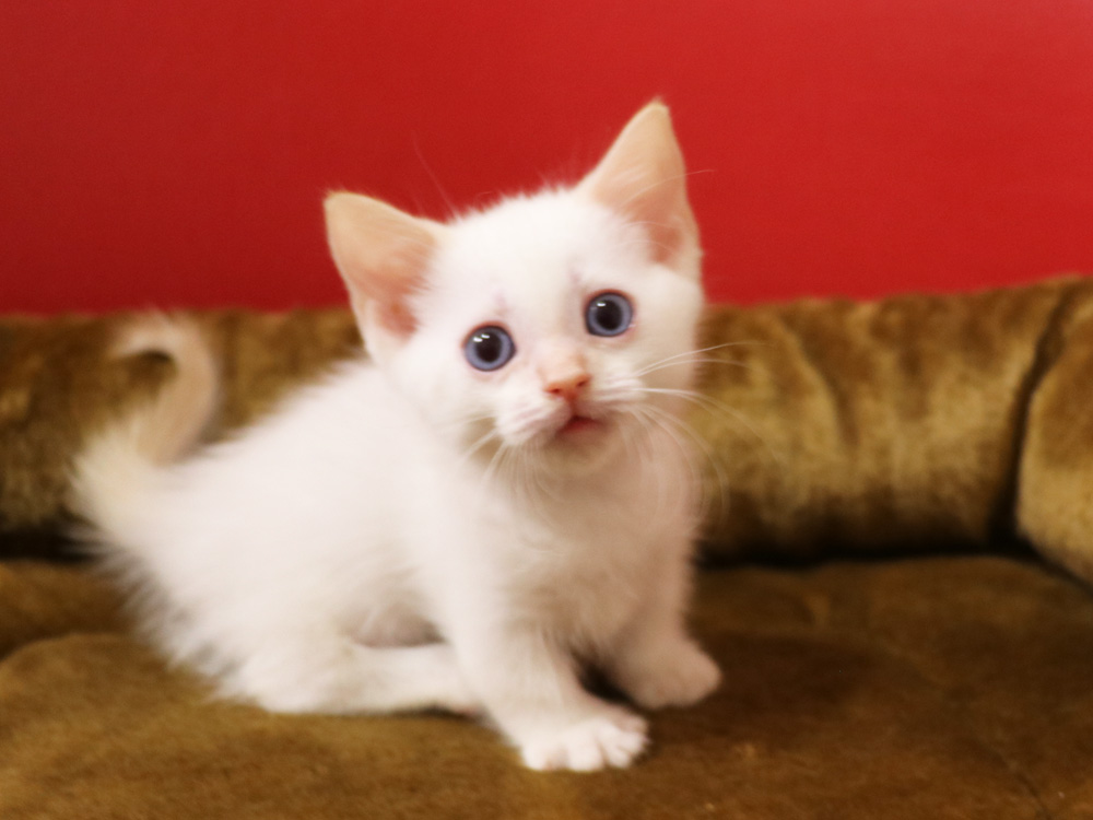 マンチカンの子猫画像