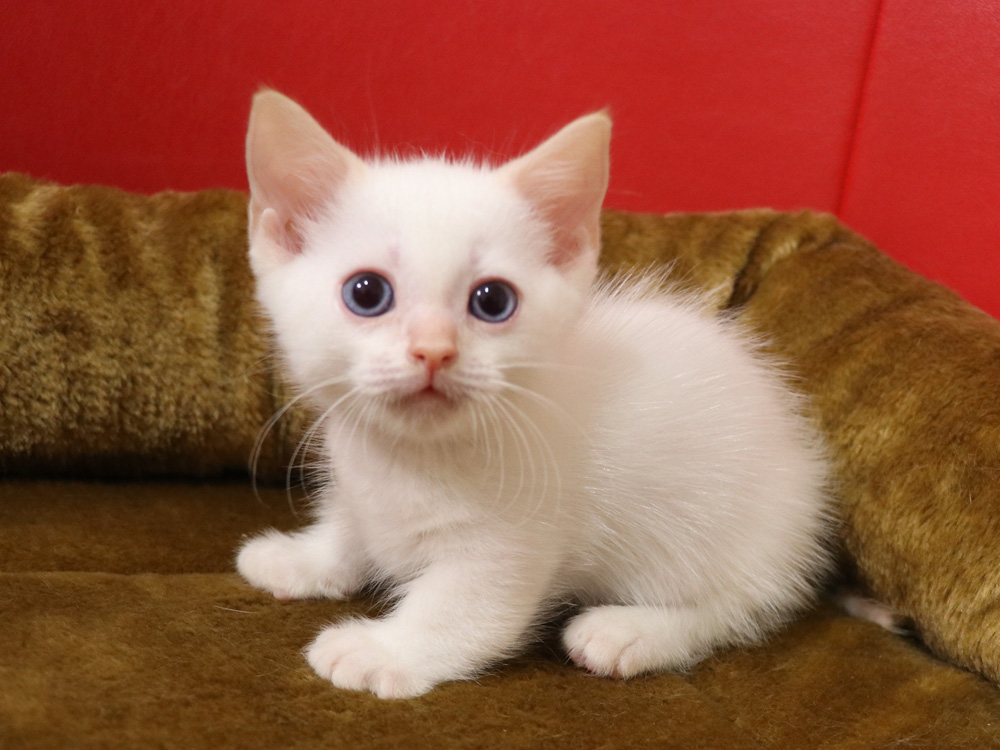 マンチカンの子猫画像