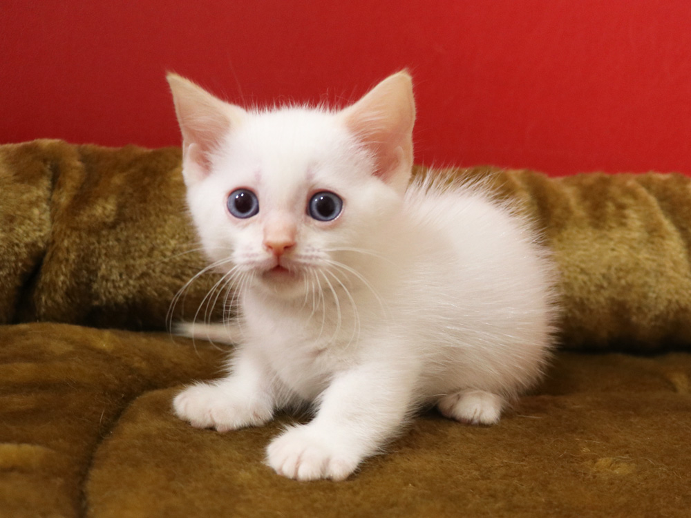 マンチカンの子猫画像