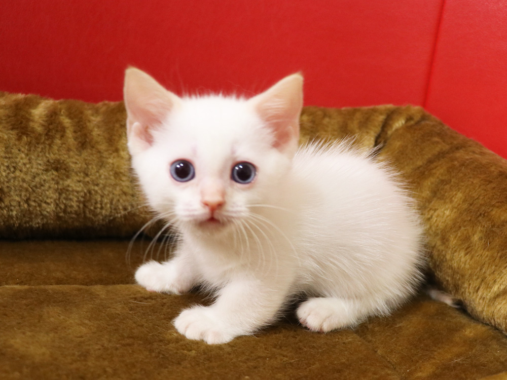 マンチカンの子猫画像