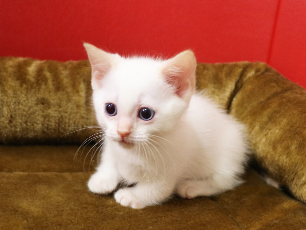 マンチカンの子猫画像