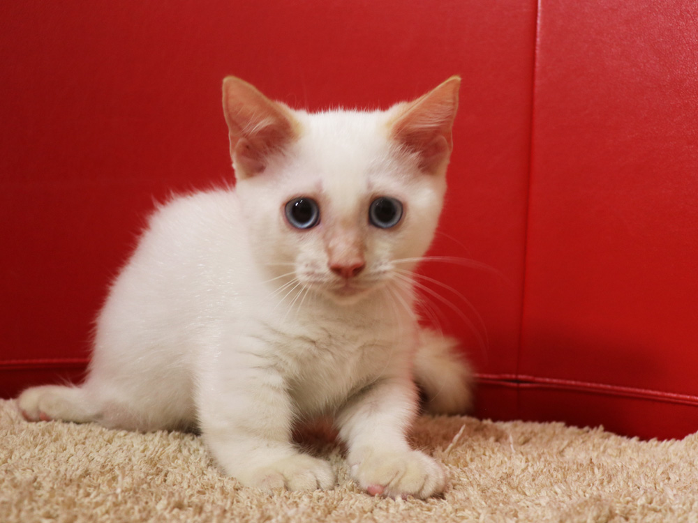 マンチカンの子猫画像