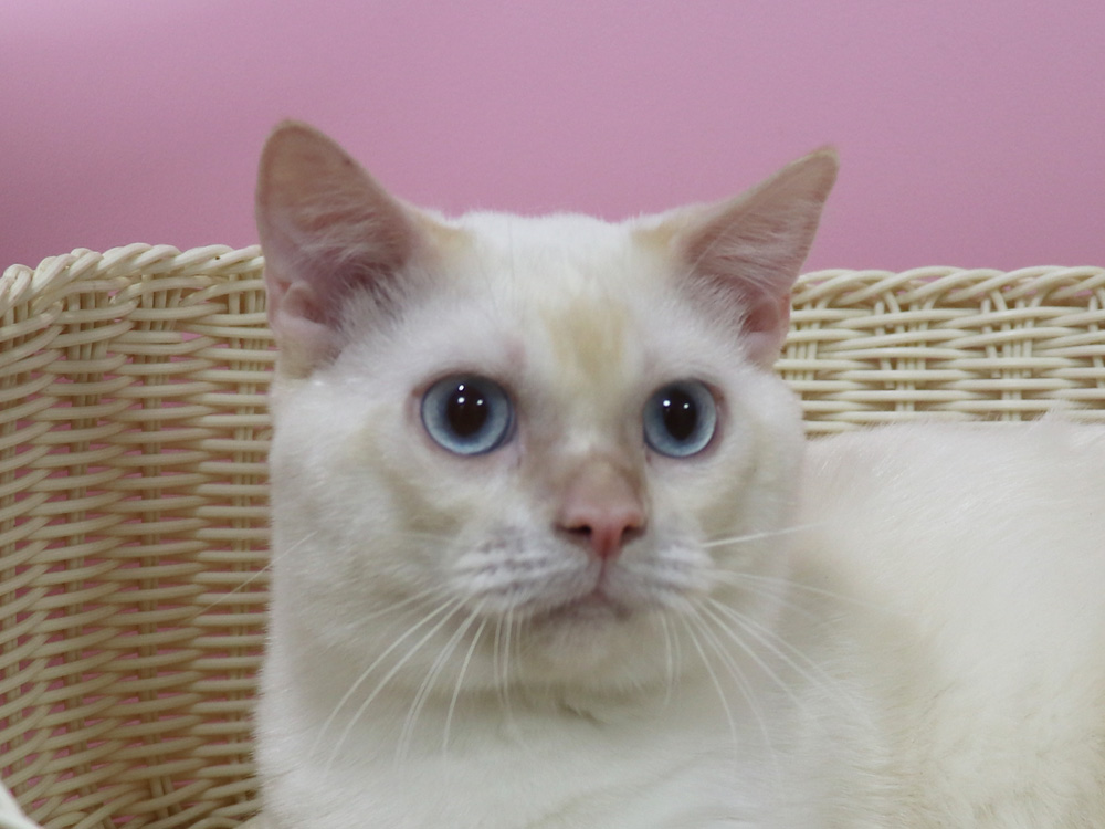 マンチカンの子猫画像