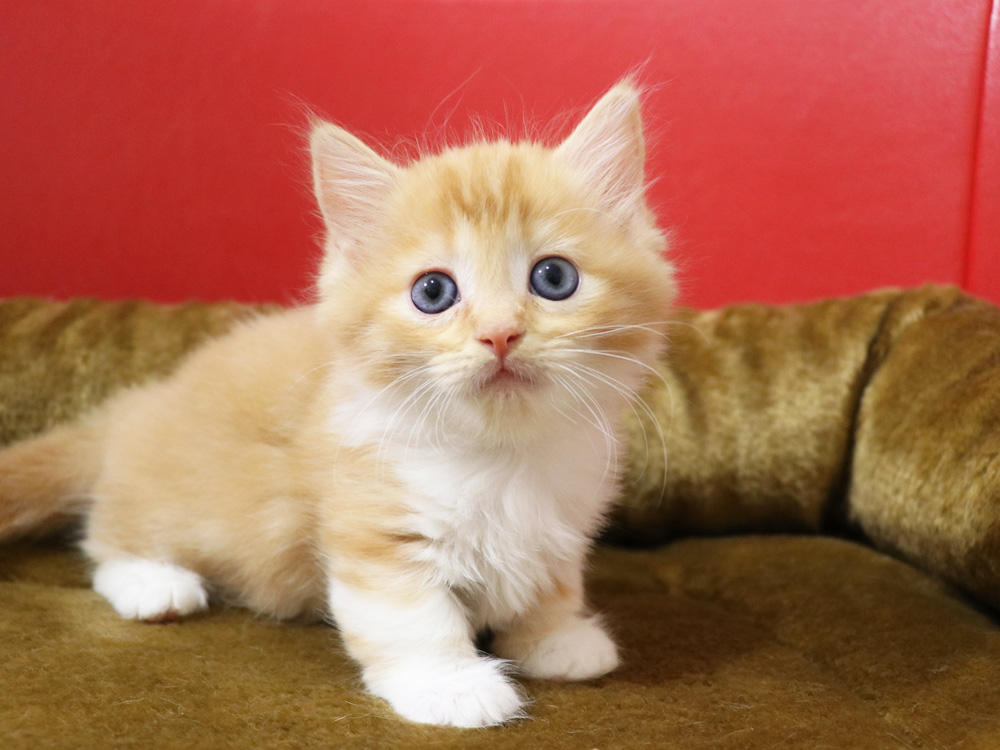 マンチカンの子猫画像