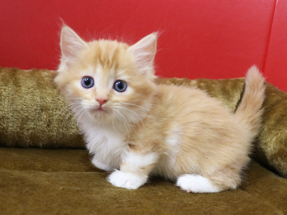 マンチカンの子猫画像