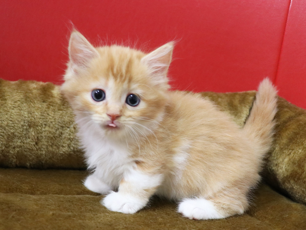 マンチカンの子猫画像