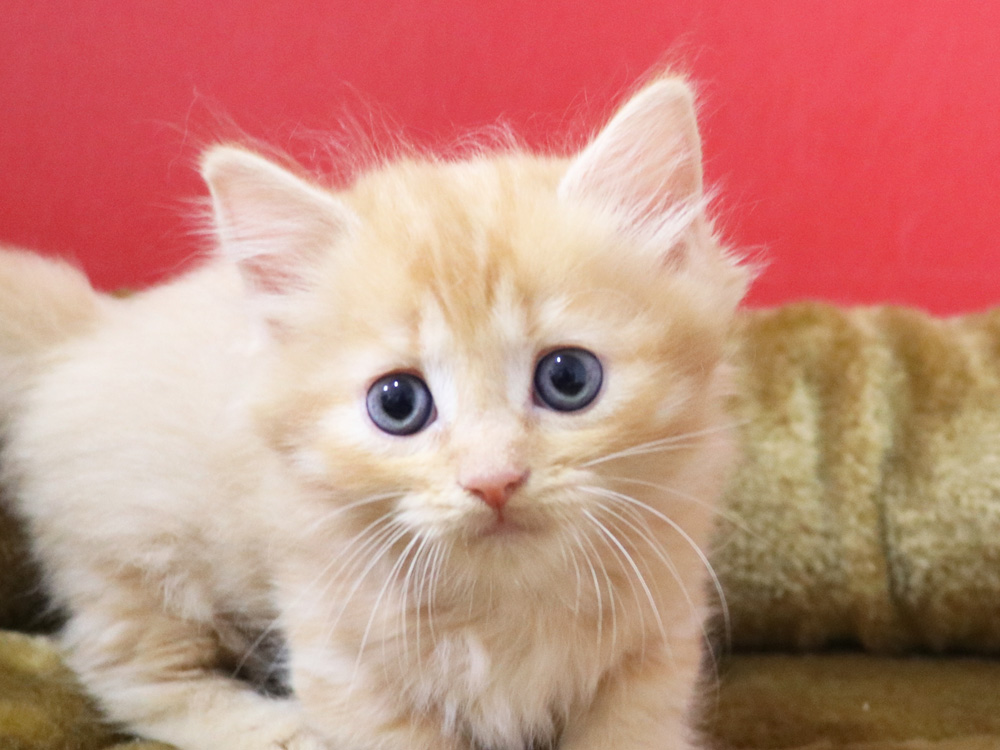 マンチカンの子猫画像