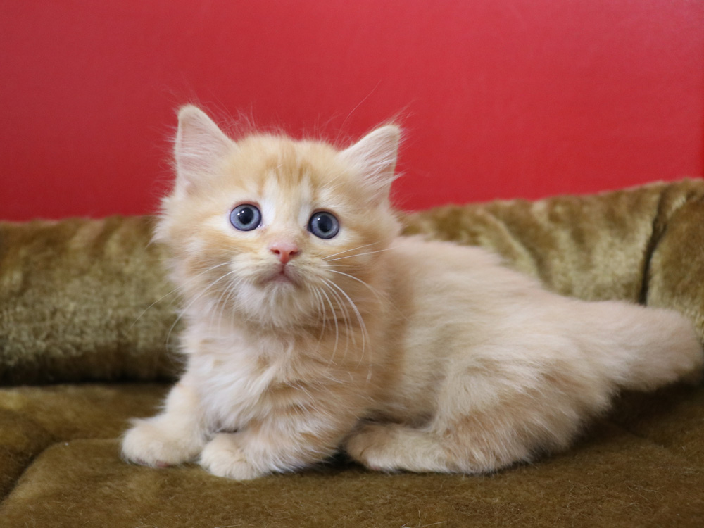 マンチカンの子猫画像