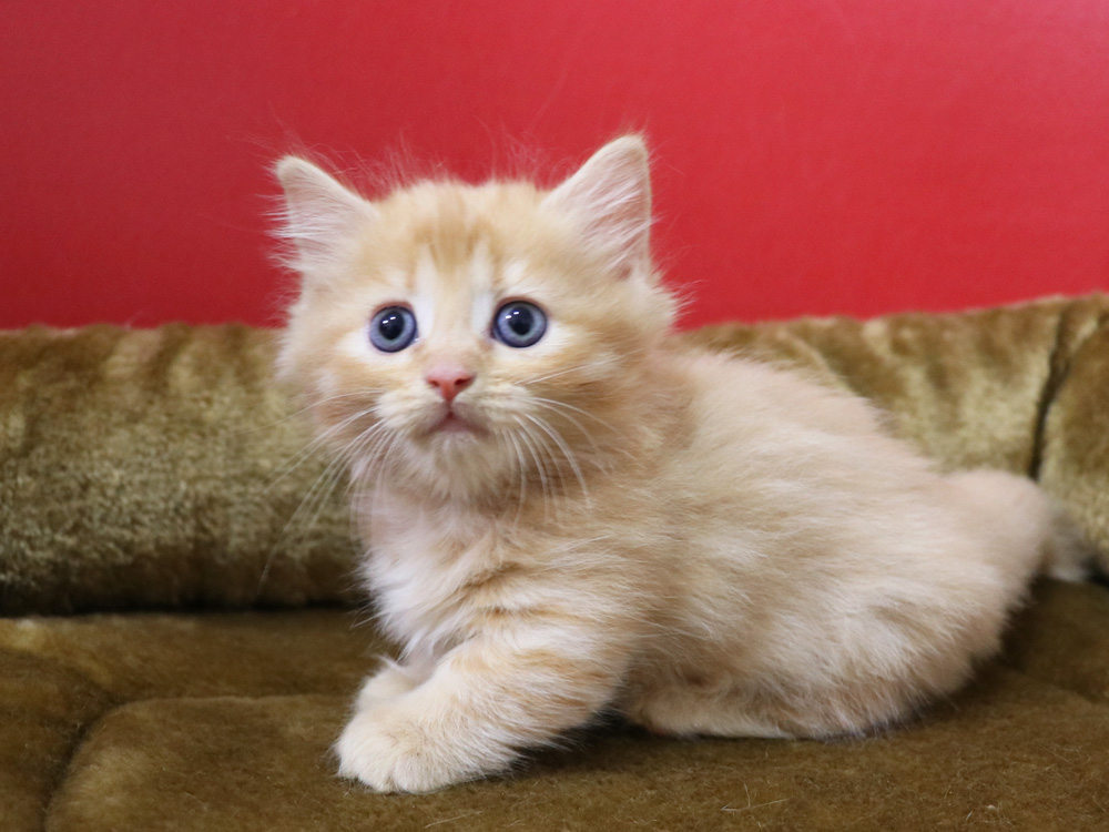 マンチカンの子猫画像