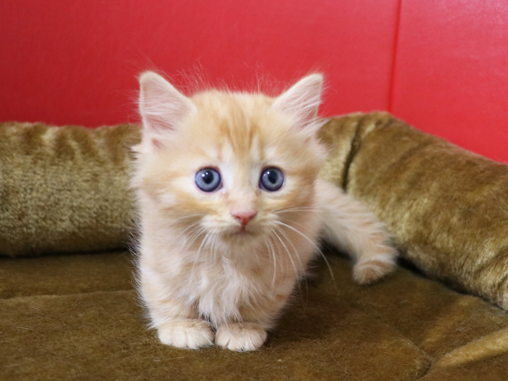 マンチカンの子猫画像