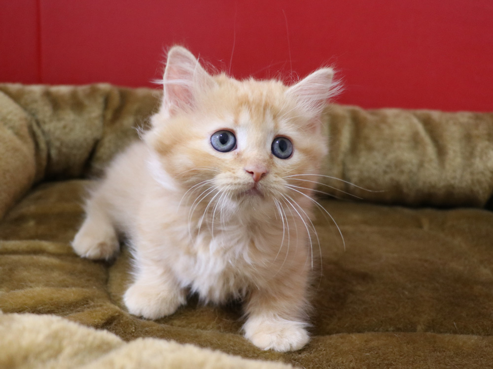 マンチカンの子猫画像