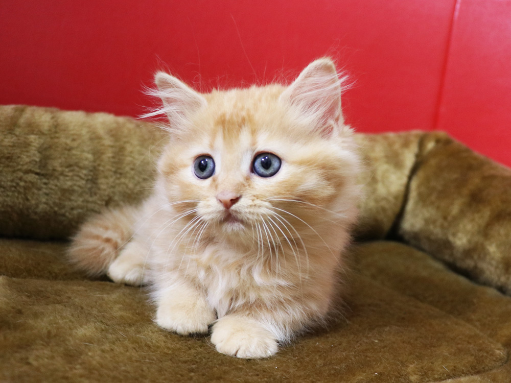 マンチカンの子猫画像