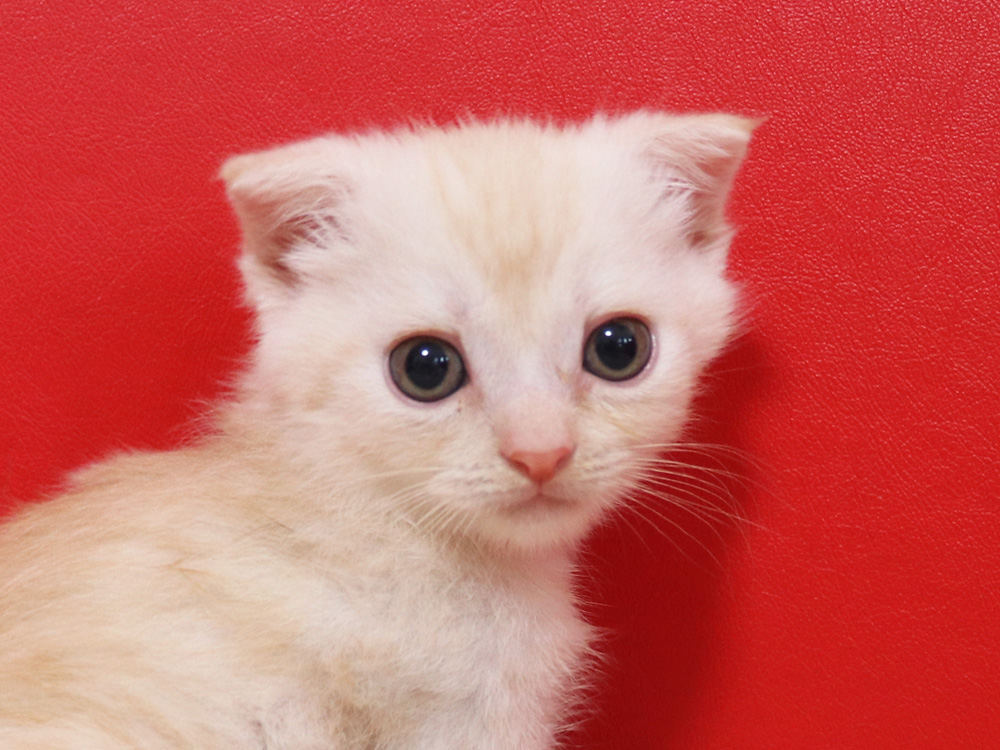 マンチカンの子猫画像