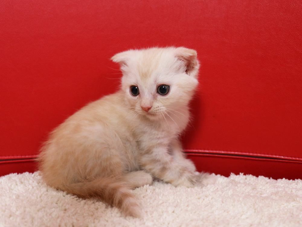 マンチカンの子猫画像