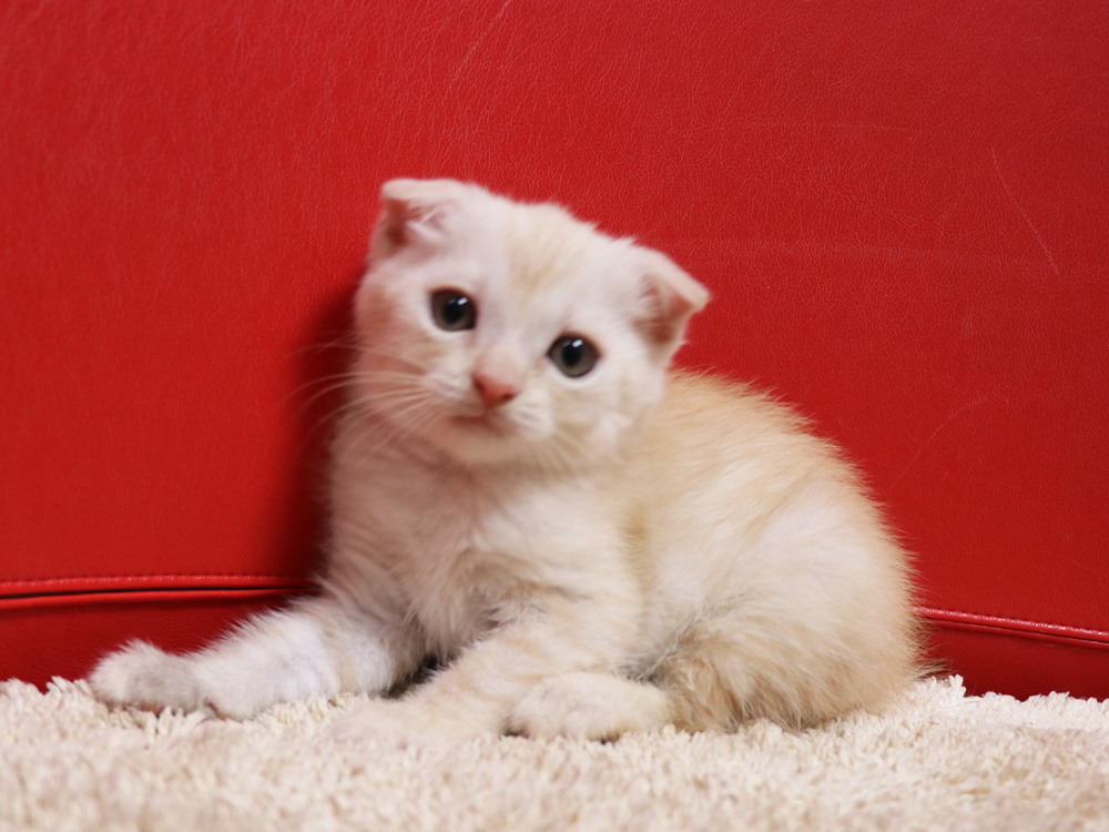 マンチカンの子猫画像